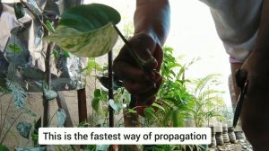 EASY WAY TO PROPAGATE MARBLE QUEEN POTHOS