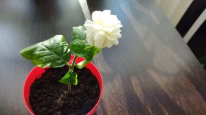 Махровый жасмин Самбак гранд Дюк зацвёл в мае, первое цветение