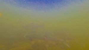 КАК ОХРАНЯЮТ РЫБУ НА САХАЛИНЕ /Рыбалка Сахалин, Лето на Сахалине Сахалинская область, остров Сахали