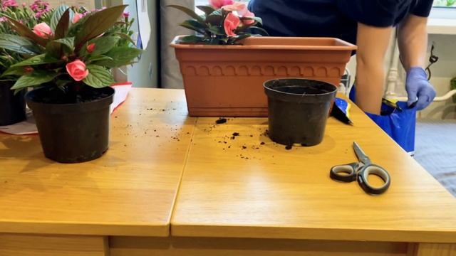 КЛУМБА НА ПОДОКОННИКЕ / уют за окном смотреть онлайн