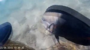 Рыба хирург атакует человека))