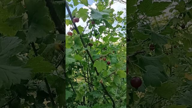 1000370433.mp4  Лето  в зените. Ягоды поспевают