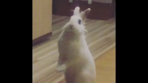 Зайка встаёт на задние лапы