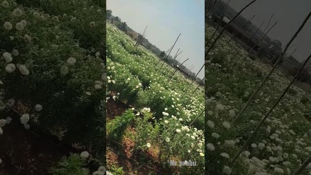 white chrysanthemum flower hosur