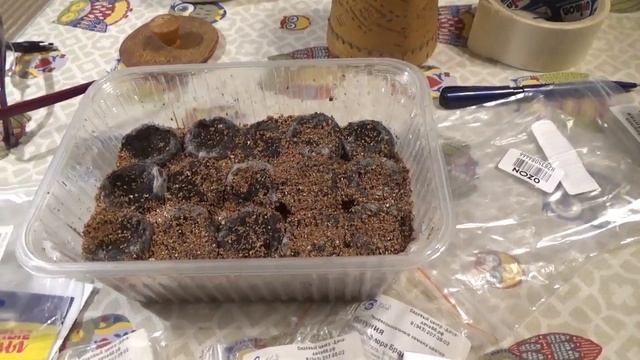 Начала сезон посевов Обзор и утилизация старых семян.Состав грунта.Петуния и др. Лаванда из черенка смотреть онлайн