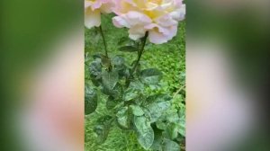 Роза Глория Дей. Много имён у этой красавицы «БОЖЬЯ СЛАВА»