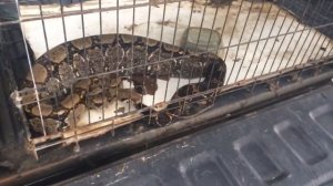 Bothrops Asper snake ate my bunny