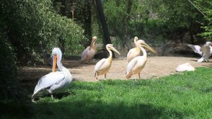 Prague ZOO. ZOO Praha.  Зоопарк. Прага. Зоопарк.  Чехия Оранжевые пеликаны. Прага. Чехия