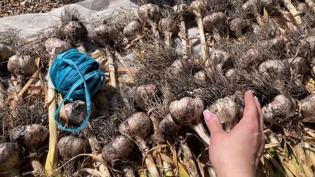 Подготовка ЧЕСНОКА НА ХРАНЕНИЕ, самый ЛУЧШИЙ СПОСОБ! смотреть онлайн