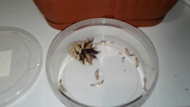 Огромные Гиацинты. #выгонкагиацинтов Собрал семя СОСНЫ смотреть онлайн