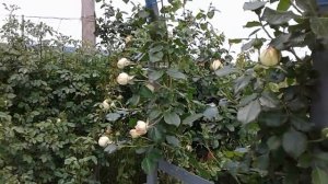 Обрезка эден розе после цветения,  rozarium.biz  питомник роз Полины Козловой