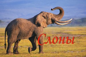 Слоны