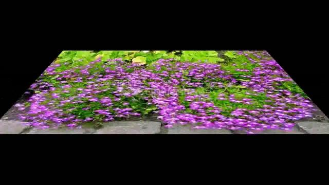 Perennial Lobelia Лобелия многолетняя смотреть онлайн