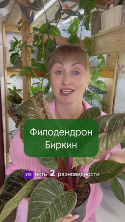 Филодендрон Биркин - яркое и стильное комнатное растение