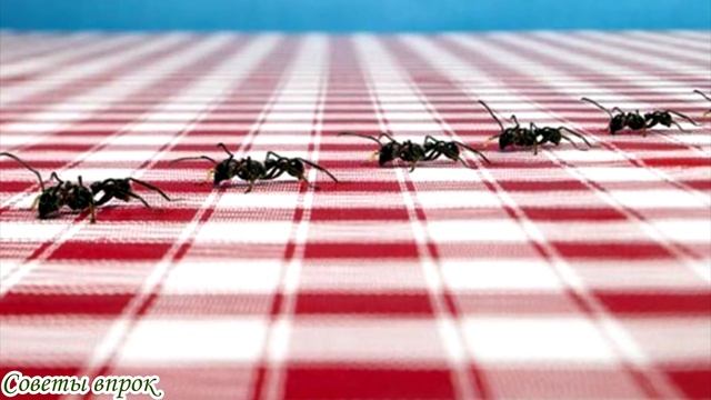 Что сделать с яйцом, упавшим на пол ➤для облегчения житейских трудностей ➤НУЖНЫЕ ХИТРОСТИ смотреть онлайн