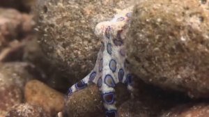 Самые ядовитые животные в мире | Самые опасные животные | Самые ядовитые существа в мире |