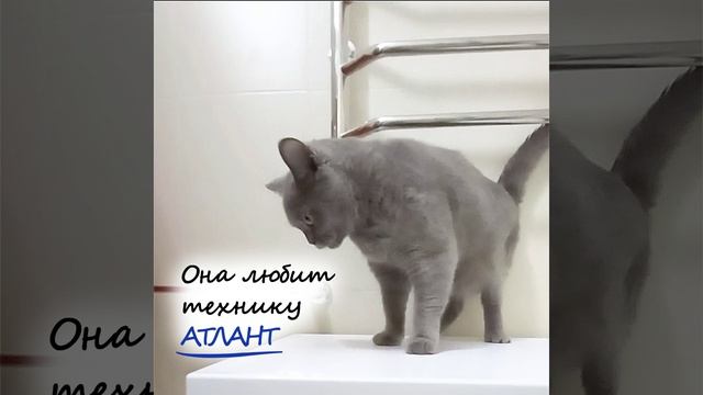 кошка в стиралке+музыка.mp4