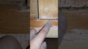 Обработка от клопов. какую мебель спасли и какую спасти уже нельзя