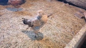 100 цыплят в одном помещении / Хохлатое чудо / Цыплята помесь с брамой, какие они?