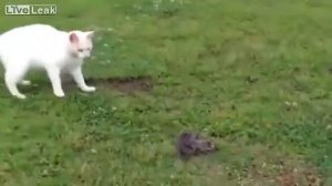 Кот против змеи. Кто быстрее. / Cat vs snake. Who is faster.