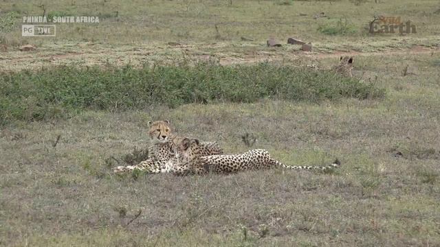 WildEarth - Sunset - 30 October 2020 смотреть онлайн