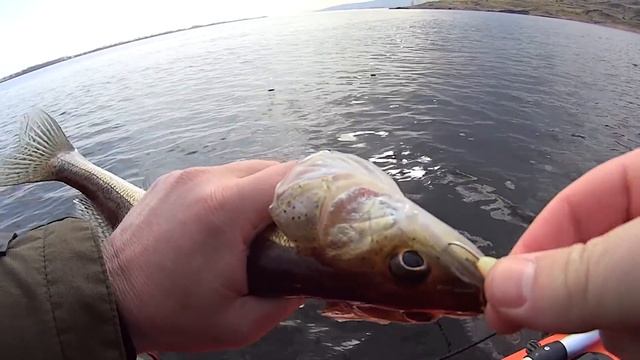 ЧУТЬ НЕ ЛИШИЛСЯ ЛОДКИ!!! РЫБАЛКА НА ХИЩНИКА ДО ЗАПРЕТА. смотреть онлайн