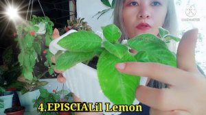 My Episcia Hanging Plants Collection/Gee Channel