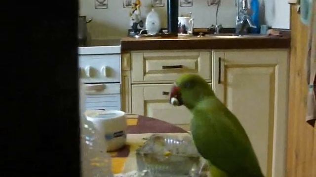 ОЖЕРЕЛОВЫЙ ПОПУГАЙ И ПАПИРОСЫ.wmv смотреть онлайн