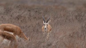 Джейран (Gazella subgutturosa) - Goitered gazelle | Film Studio Aves