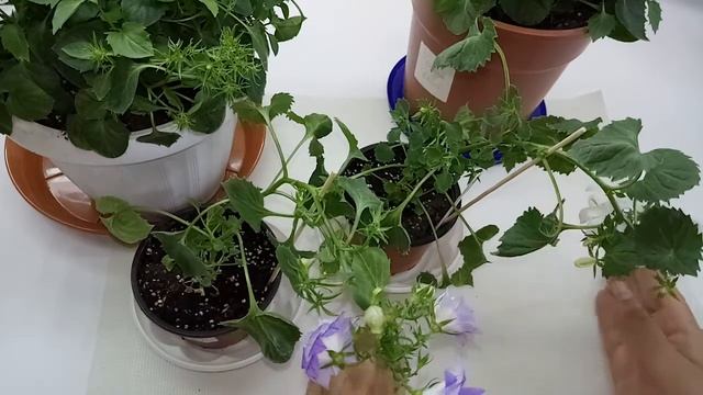 О шаровидной форме куста, прищипках и ошибках. смотреть онлайн