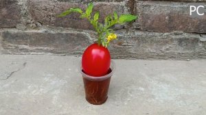 Вырастить дерево помидора🍅 уникальным способом в 2023 году