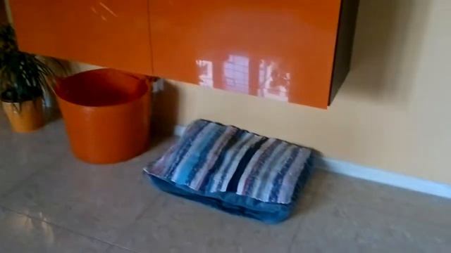 Щенков принесли домой смотреть онлайн