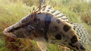 Царская рыба АУХА