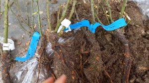 Уцененные саженцы из питомника Розы Вдохновения.