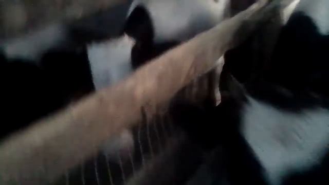 Витамины при откорме быков, стоит колоть или не стоит.