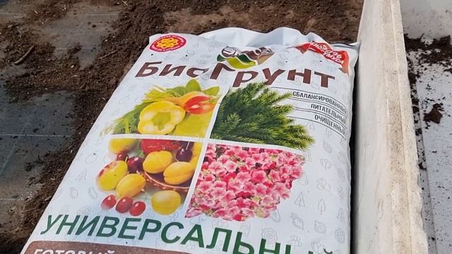 Высаживаем мяту на зимнее выращивание в теплице. смотреть онлайн