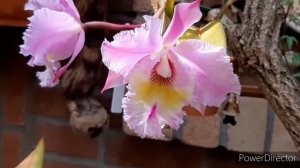 Она цветёт - Каттлея от Сергея! Адаптация орхидеи, посадка, субстрат и новые КОРНИ.