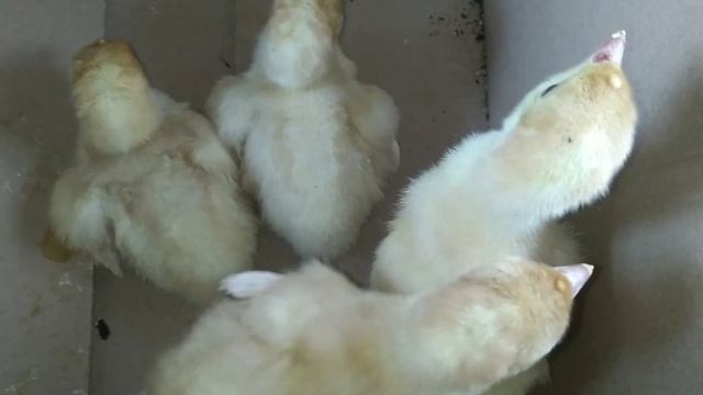 Купил индюшат Биг-6. Урааа!!! смотреть онлайн