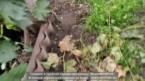 6. Виноград 12 августа 2023г.