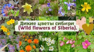 Дикие цветы сибири - цветение в мае, июне. (Wild flowers of Siberia).?