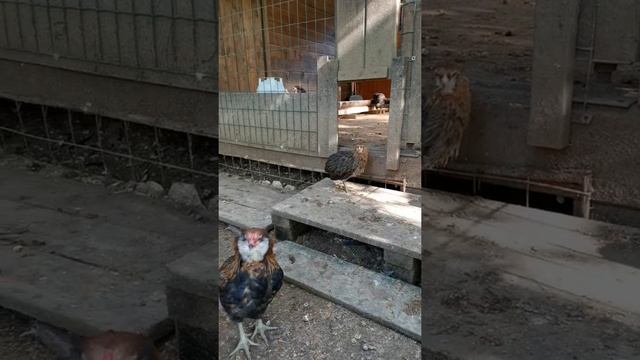Араукана