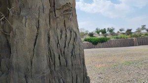 Парк сафари в Шардже (ОАЭ) - Sharjah Safari (UAE) - Изучаем Африку