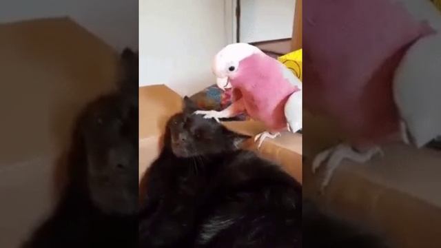 попугай делает масаж котику а взомен хочет чтоб он его не сел смотреть онлайн