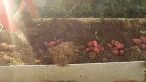 Небывалый урожай картофеля в высокой грядке. Суперр сорта Журавинка и Шарвари пирошка.