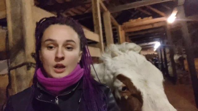 Как запустить корову ? смотреть онлайн