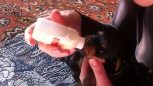 кормление щенков из бутылочки