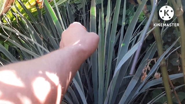 Юкка сизая смотреть онлайн