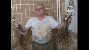 Упаковка саженцев для отправки по почте