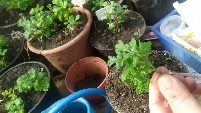 Черенкую хризантемы.Работа в теплице смотреть онлайн