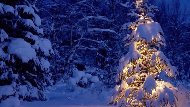 «Елка в гости к нам пришла и подарки принесла» -познавательная программа смотреть онлайн